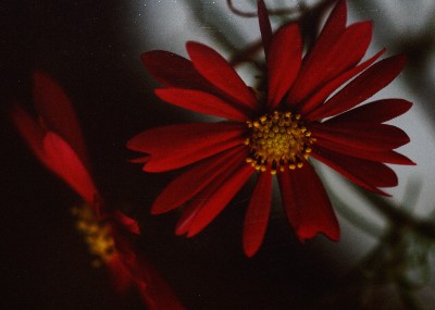 Double Red Gerbera